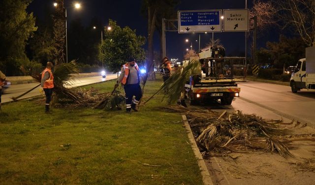 Antalya Büyükşehir Belediyesi gece budama çalışması yaptı