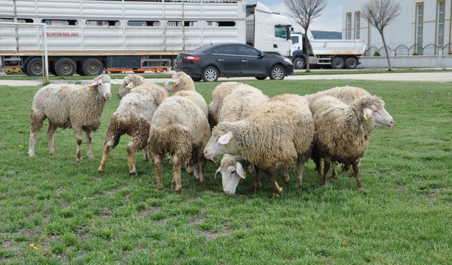 Afyonkarahisar’da 127 yetiştiriciye 3 bin 72 koyun ve 128 koç teslim edildi