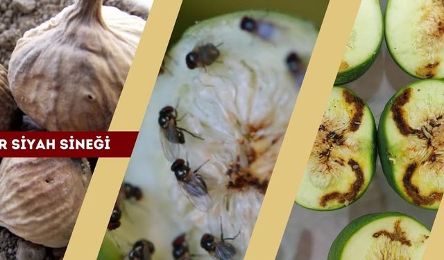 Aydın’da incir üreticileri 'siyah sineğe' karşı uyarıldı