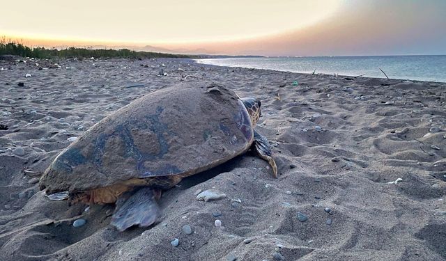 Caretta carettalardan ilk yuva