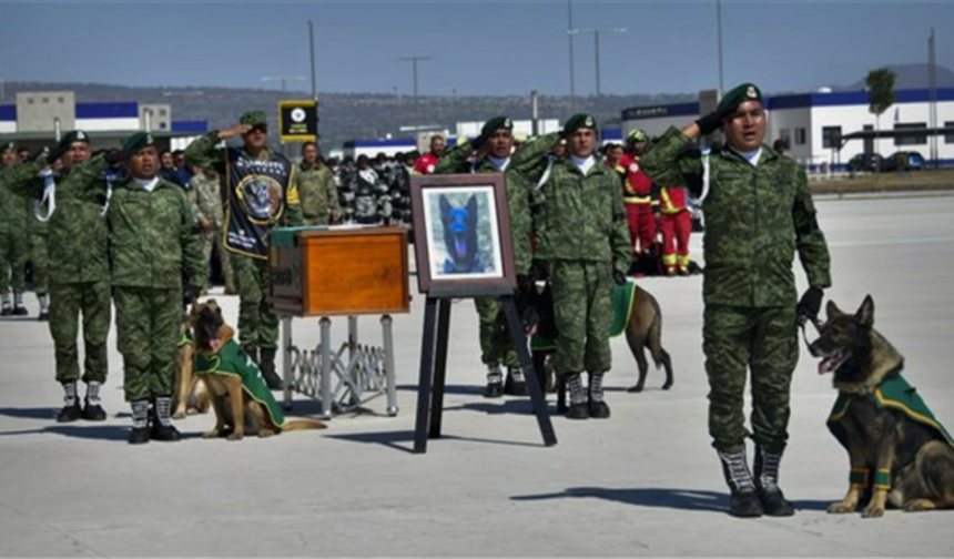 Antalya'da deprem sergisi düzenlendi... Sergide kurtarma köpeği Proteo unutulmadı
