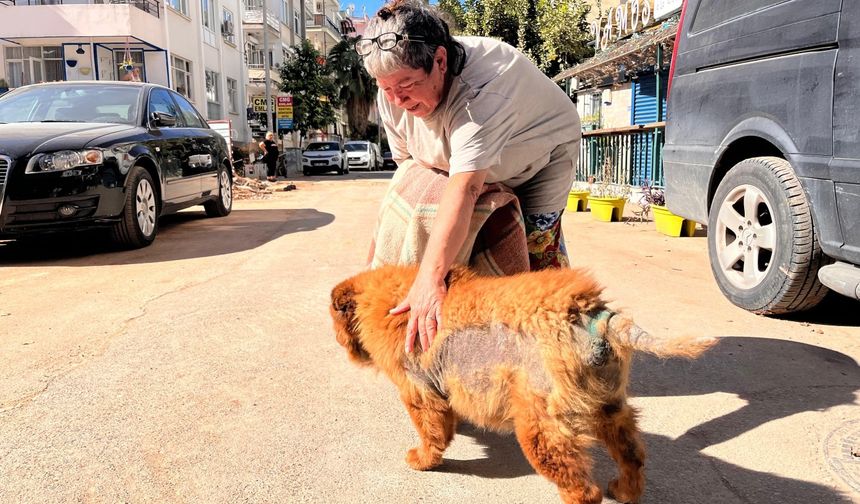 Görme ve işitme engelli ‘çarşaf’ adlı köpek kurtarıldı