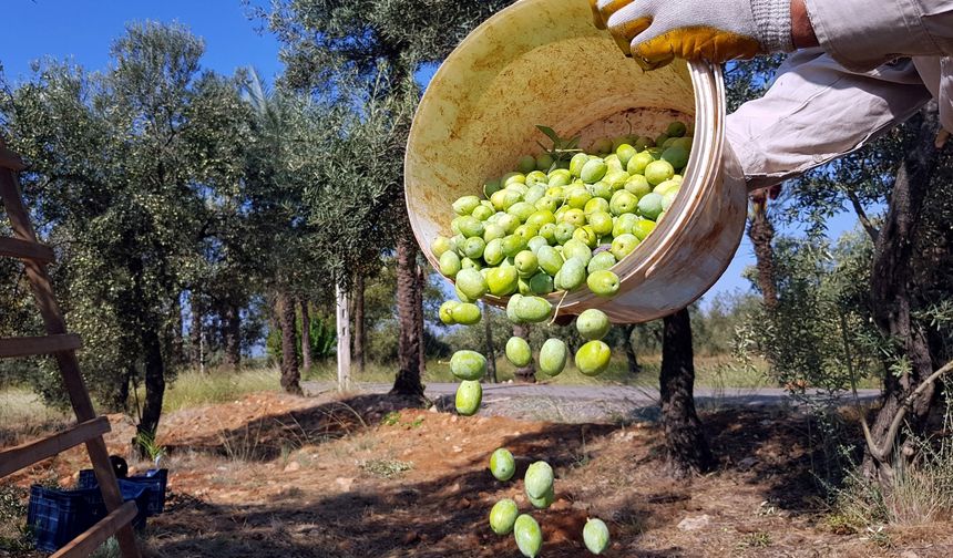 Zeytin severlere kötü haber... Zeytine zam yolda