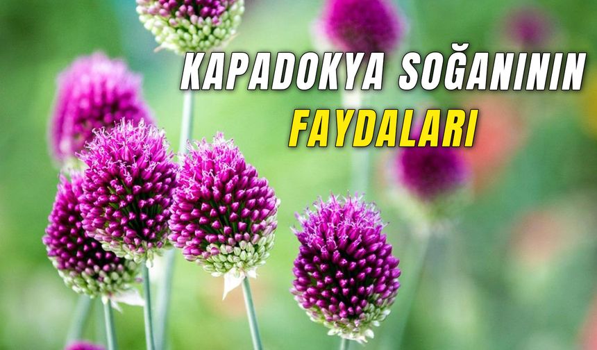 Kapadokya Soğanının Faydaları: Her Derde Deva Antioksidan Bombası!