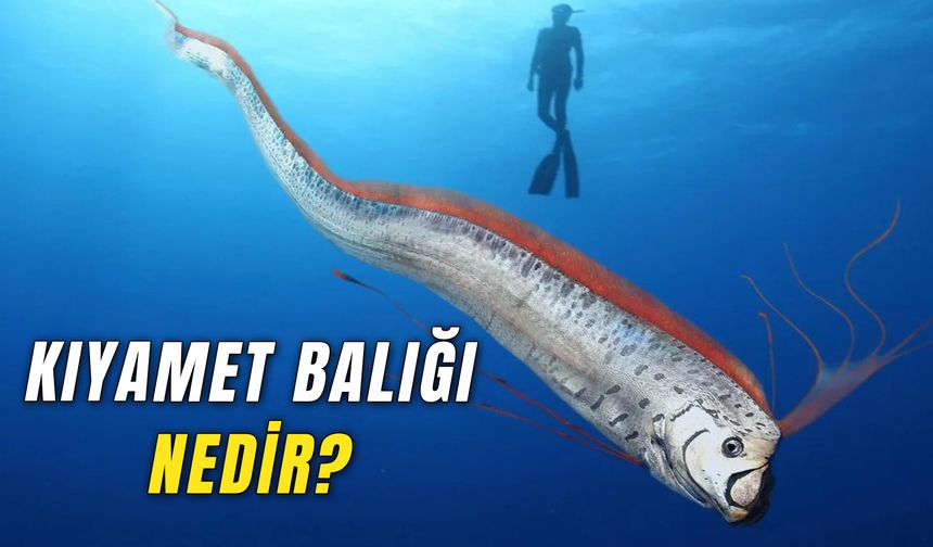 Büyük Depremden Önce De Görülmüştü! Felaket Habercisi Balık Yeniden Kıyıya Vurdu! Kıyamet Balığı Nedir?