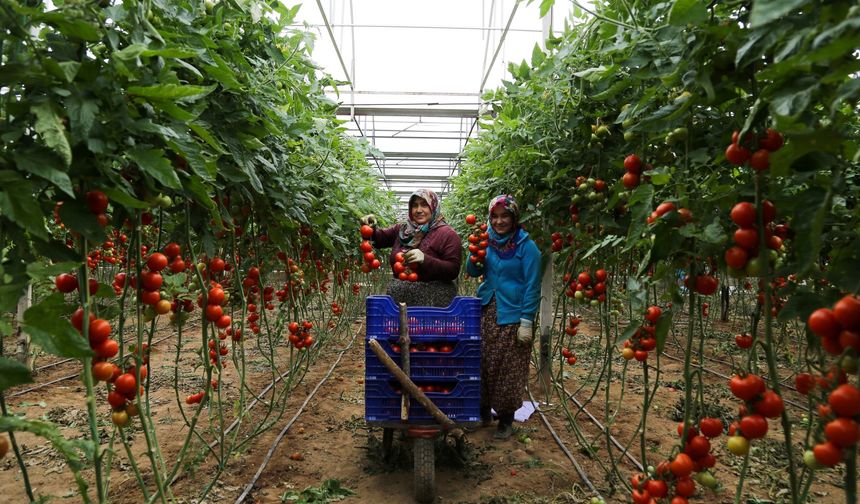 Antalya’da ve Türkiye’de domates altınla yarışacak