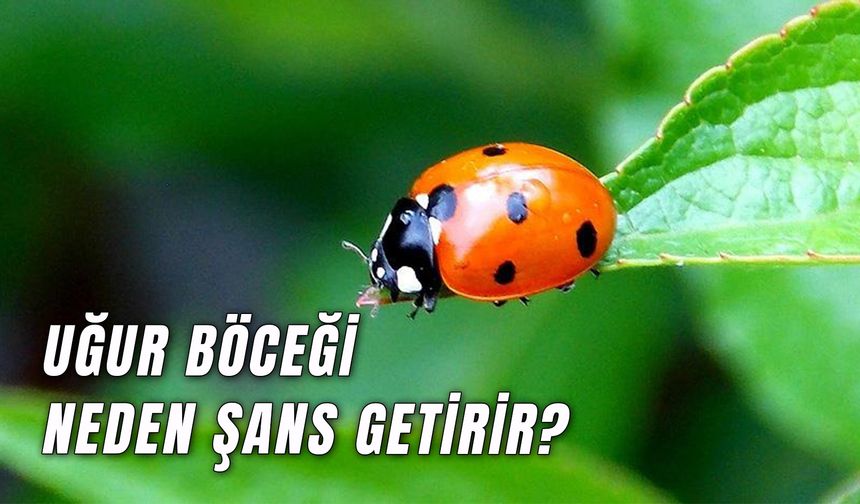 Uğur Böceği Neden Şans Getirir? Ne Anlama Gelir?