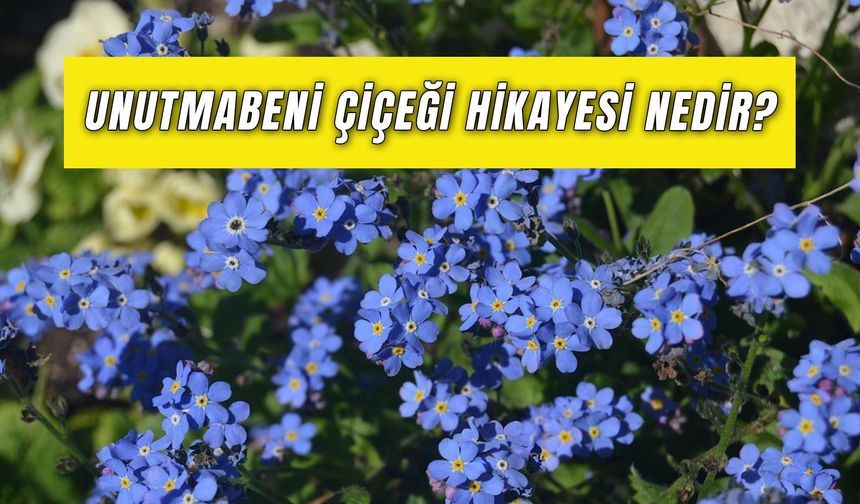 Unutmabeni Çiçeği Hikayesi Nedir? Ne Anlama Gelir?