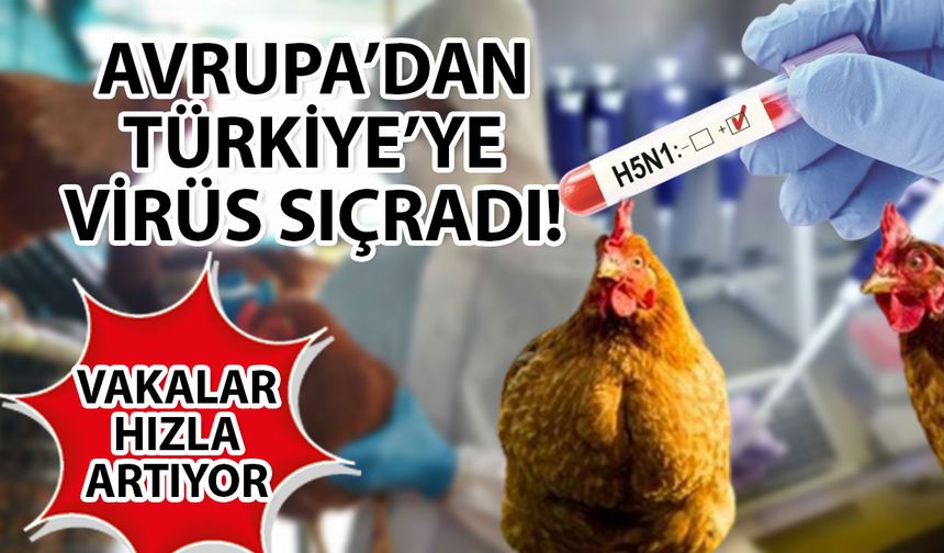 Kuş gribi vakaları hızla artıyor! H5N1 virüsü Avrupa’dan Türkiye’ye sıçradı