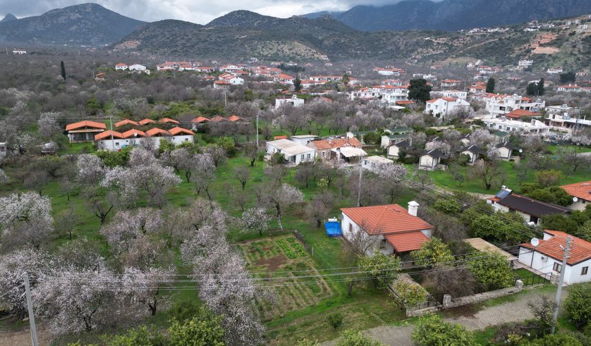 Badem çiçekleri Datça’yı adeta beyaza boyadı