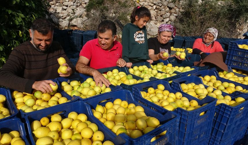 Limonda yoğun hasat dönemi Fiyatı 6-7 TL'ye kadar düştü