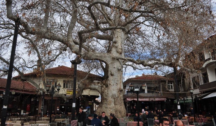 Yalvaç’ın simgesi 825 yıllık çınar ağacı