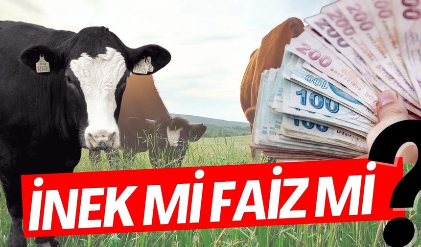 İnek mi faiz mi? İçler acısı durumu gözler önüne serdi