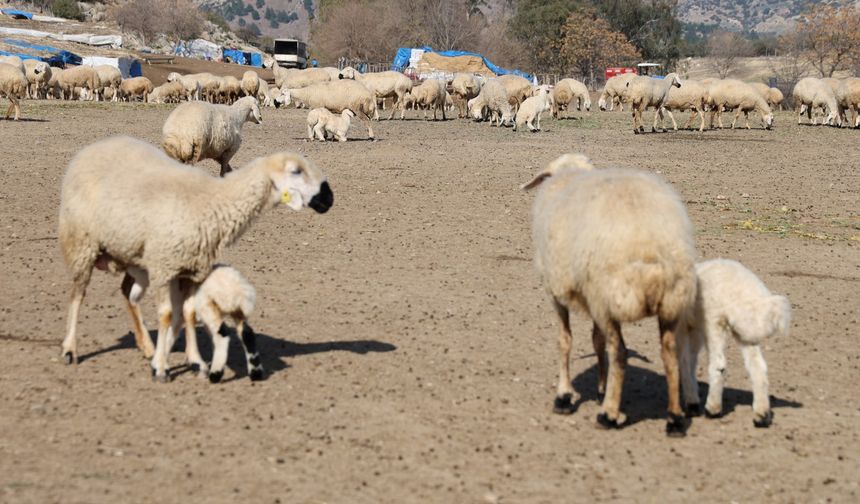 Kozan’da koyun ve kuzuların muhteşem buluşması