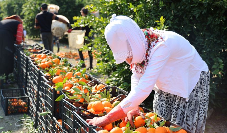 Adana’da zirai dona karşı yarış