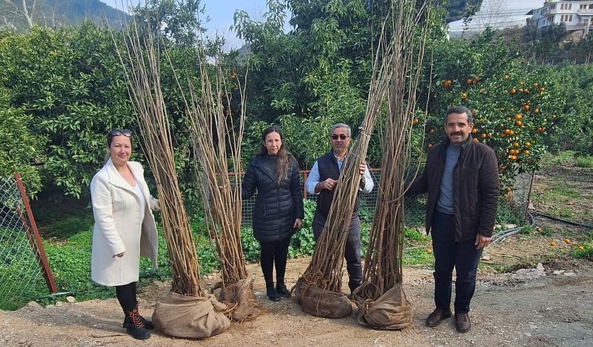 Antalya Büyükşehir Belediyesi’nden dut fidanı desteği