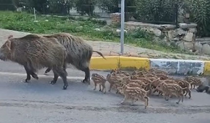 Aydın’da domuz sürüsü şehirde dolandı