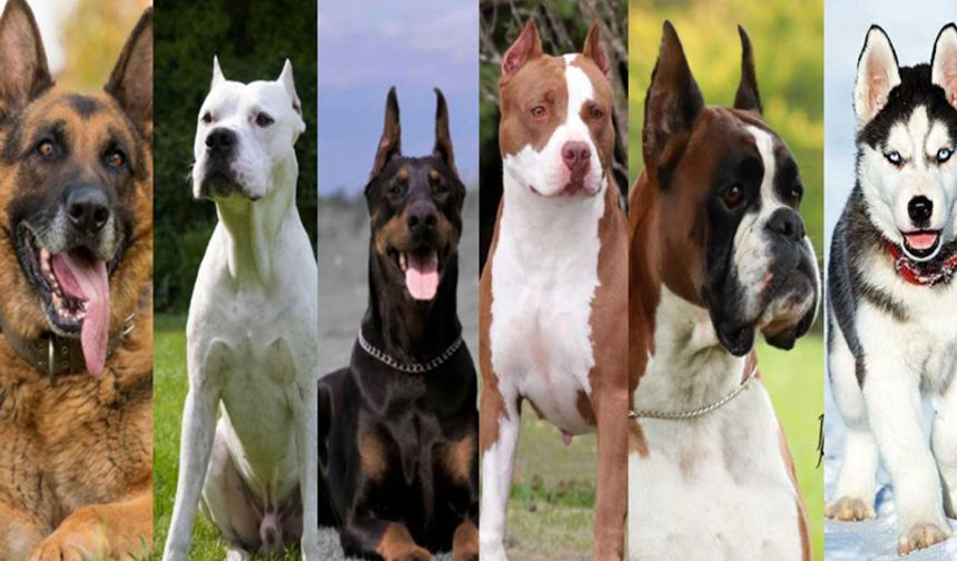 Türkiye’de hangi köpek ırklarının sahiplenmesi yasak?