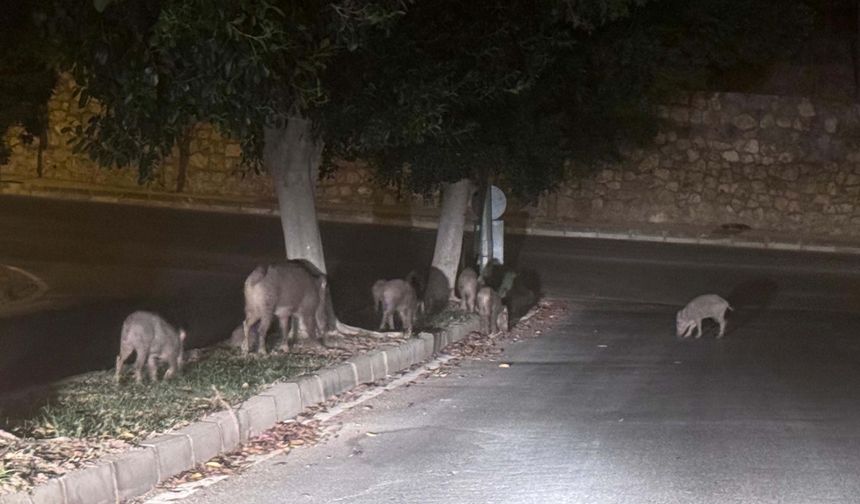 Muğla'da yaban domuzlarıyla mücadele kararı
