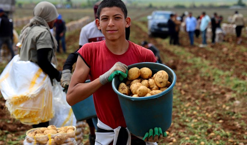Adana’da patates hasadı başladı
