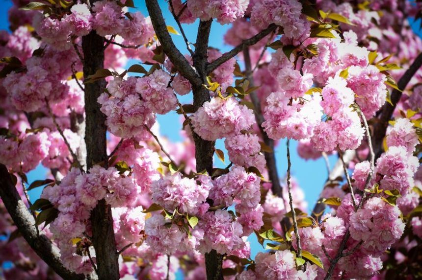 Sakuralar Konya'da çiçek açtı, görüntüler hayran bıraktı